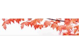 Фартук с фотопечатью Листья SP231